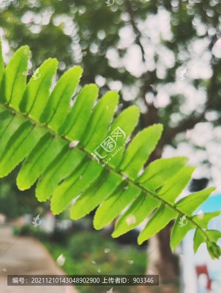 一葉綠意