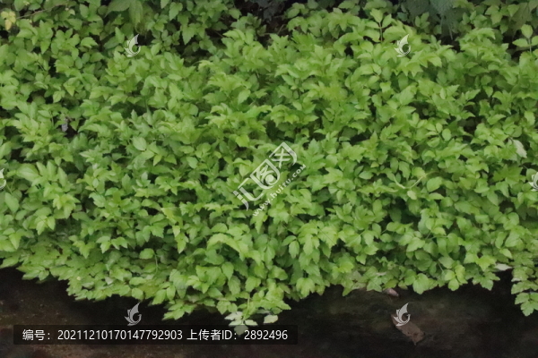 水芹菜