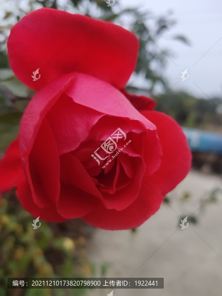 紅色月季花