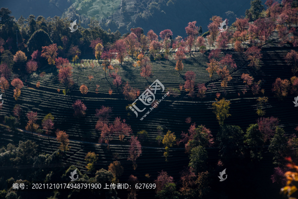 無量山櫻花