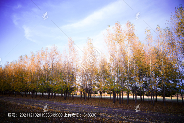 秋季林區(qū)風(fēng)光