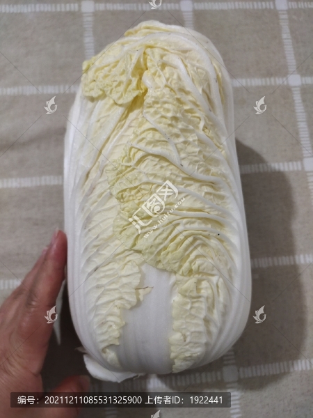 大白菜