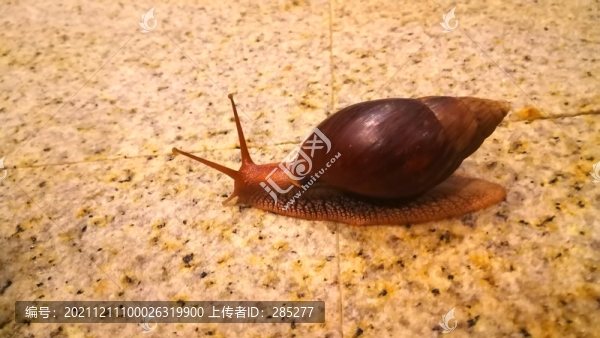小蝸牛特寫