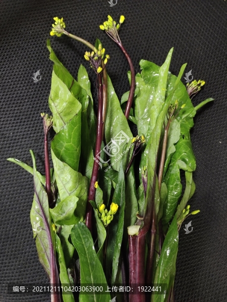 紅菜苔特寫
