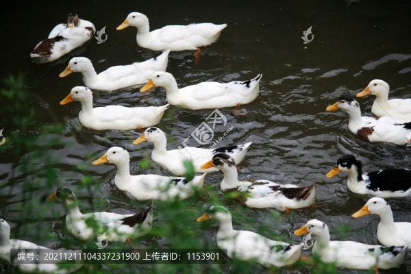 散養(yǎng)鴨