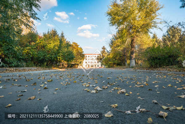 哈爾濱工程大學(xué)校園落葉風(fēng)光