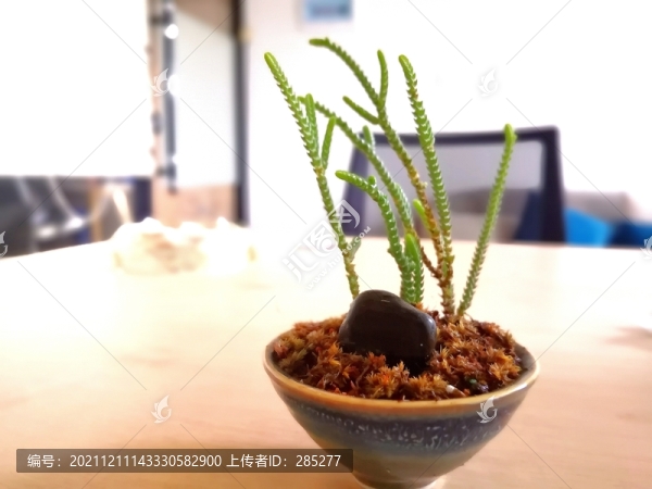 茶杯盆栽