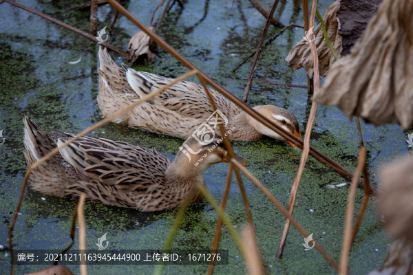 麻鴨