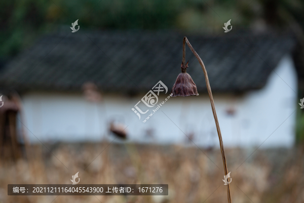 干蓮蓬