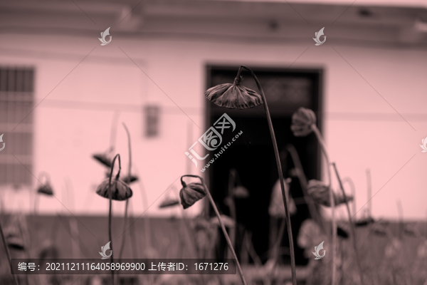 干蓮蓬