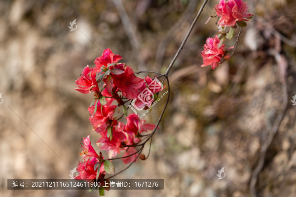 杜鵑花