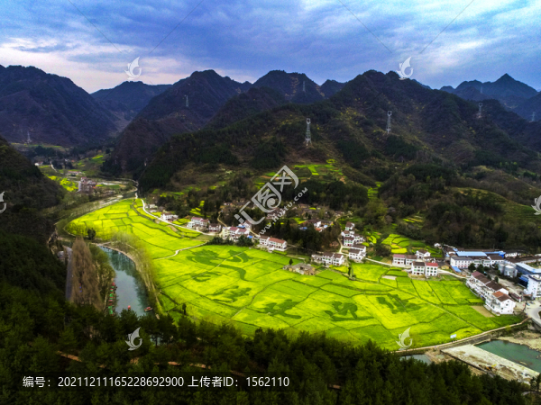 油菜花