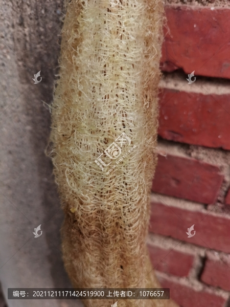 絲瓜藤特寫