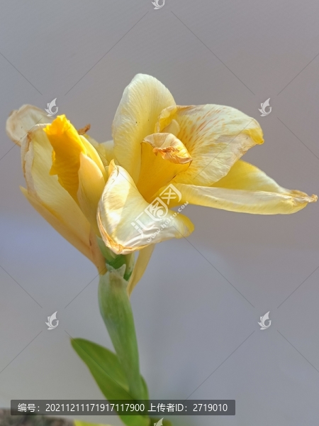 美人蕉