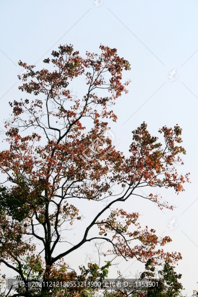 烏桕樹