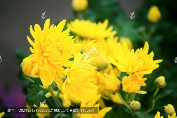 菊花
