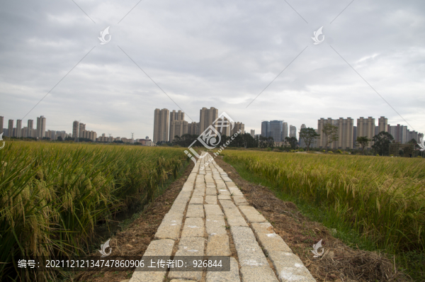 稻田小路