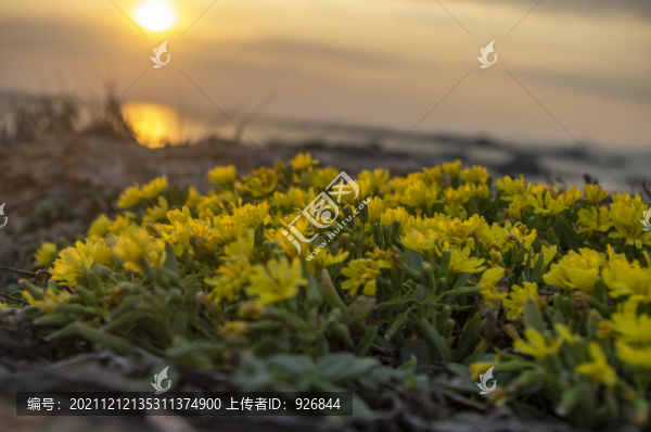 夕陽菊花
