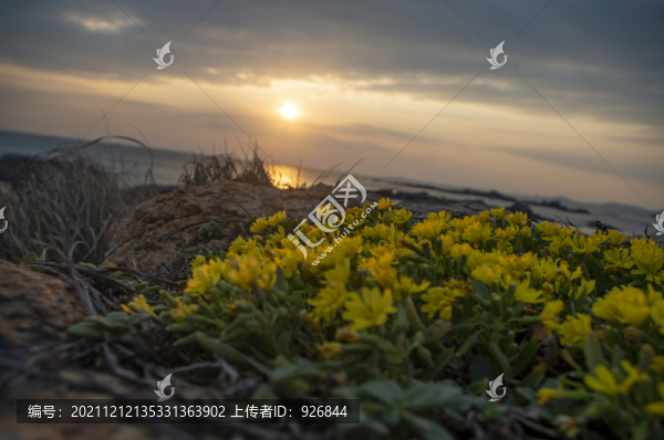 夕陽菊