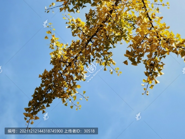 美麗中國