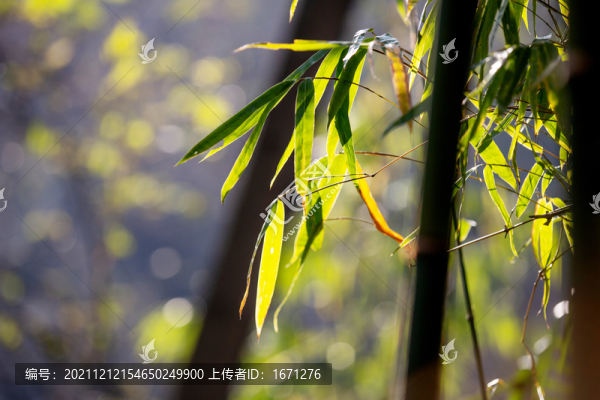 竹葉