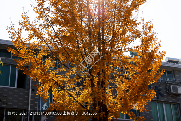 銀杏