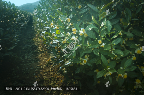 茶花