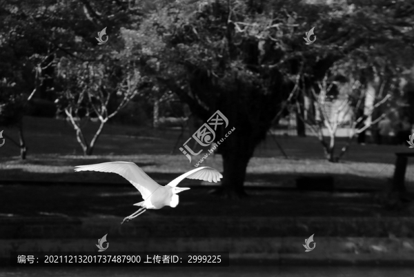 白鷺