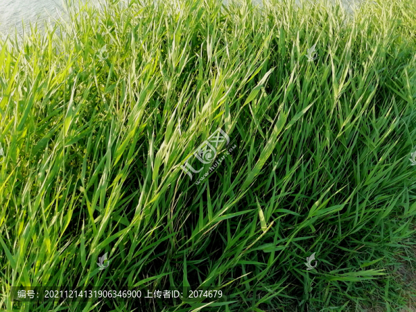 綠草