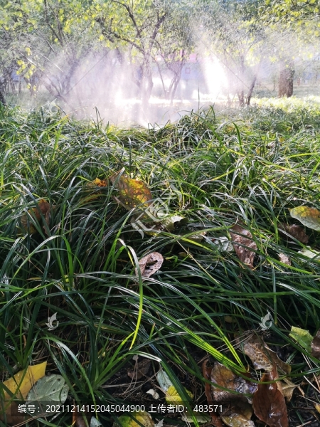 草地澆水
