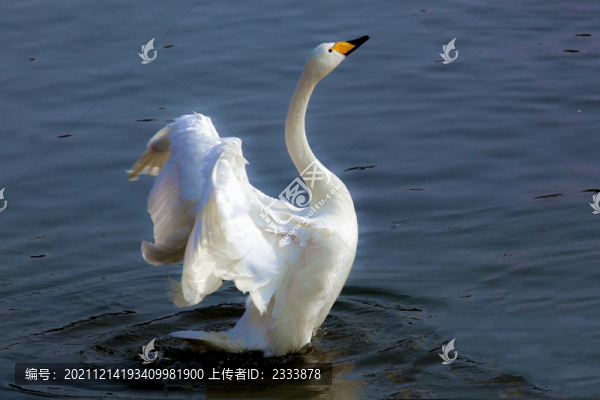 天鵝