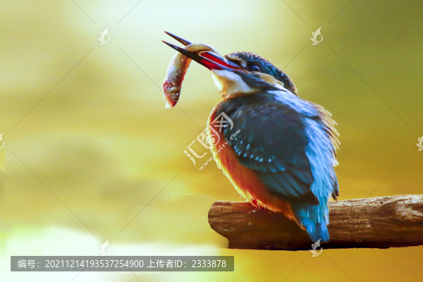 翠鳥