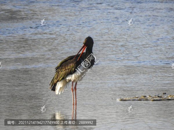 繁峙縣濱河公園冬鳥黑鸛
