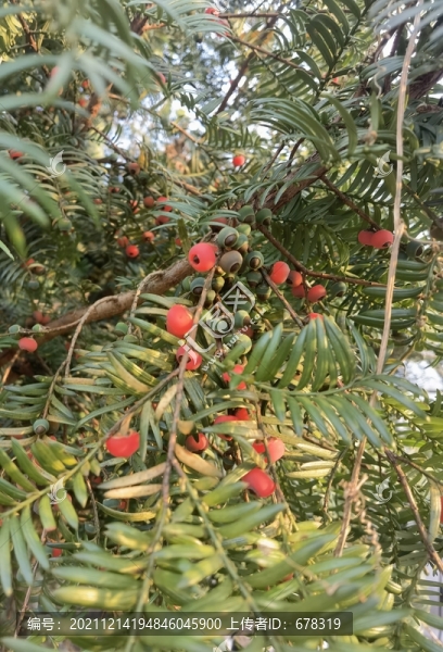 紅豆杉