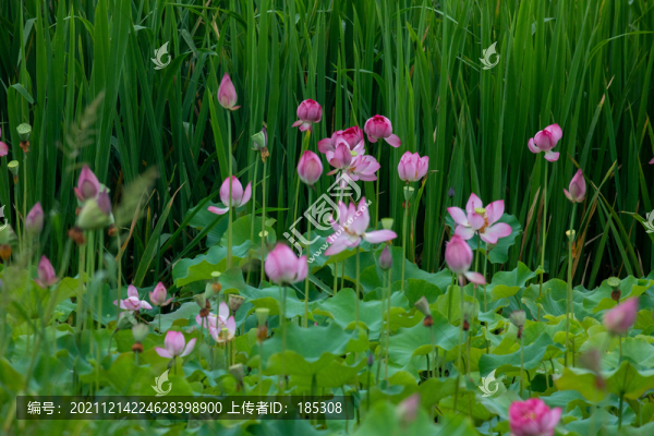 蓮花