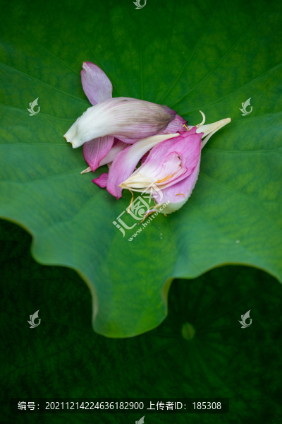 蓮花