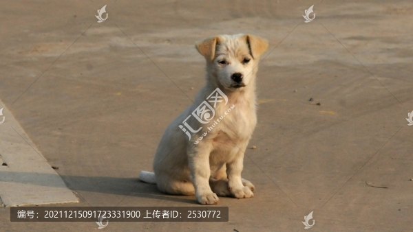 流浪犬