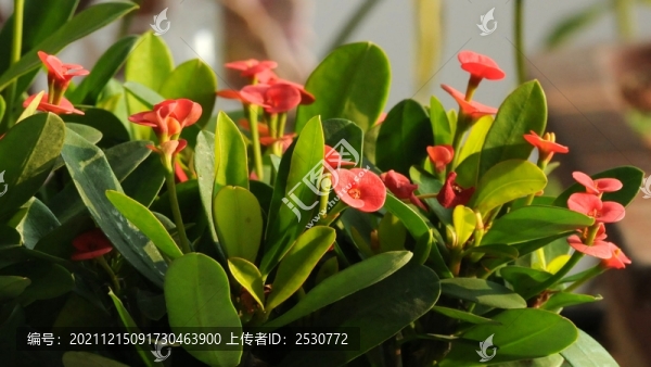 刺玫