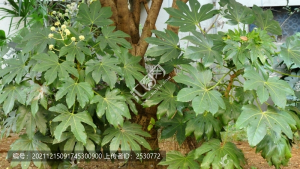 八角金盤