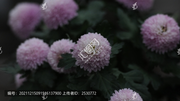 乒乓菊