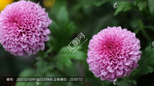 乒乓菊