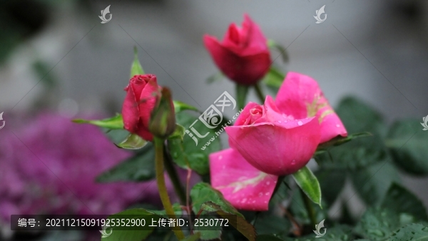 月季花