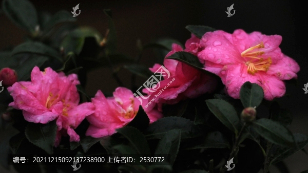 茶梅