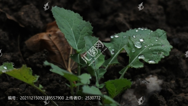 油菜