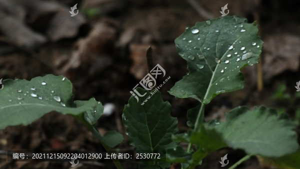 油菜