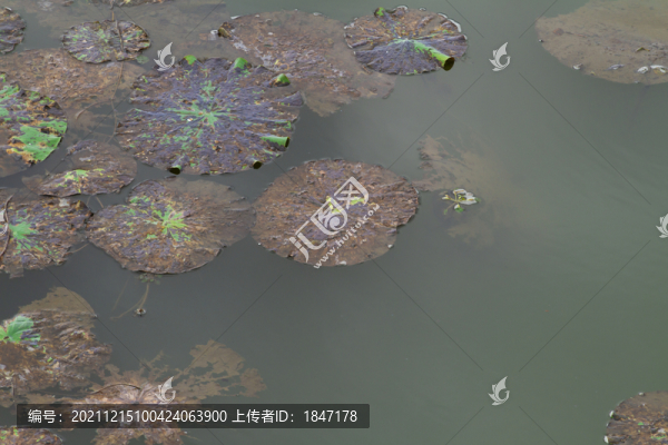 長(zhǎng)春北湖濕地公園