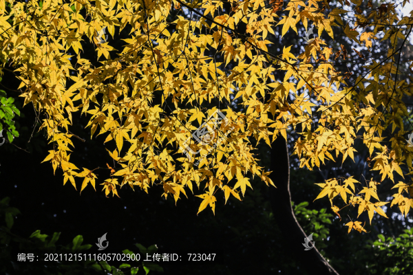 杭州花港觀魚(yú)公園秋色