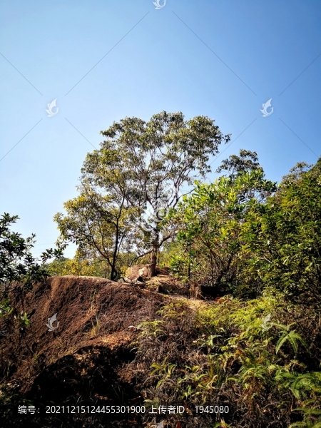 山石綠樹