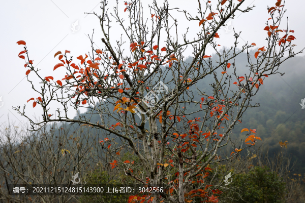 晚秋紅葉