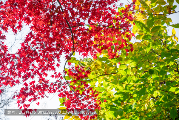 紅葉背景